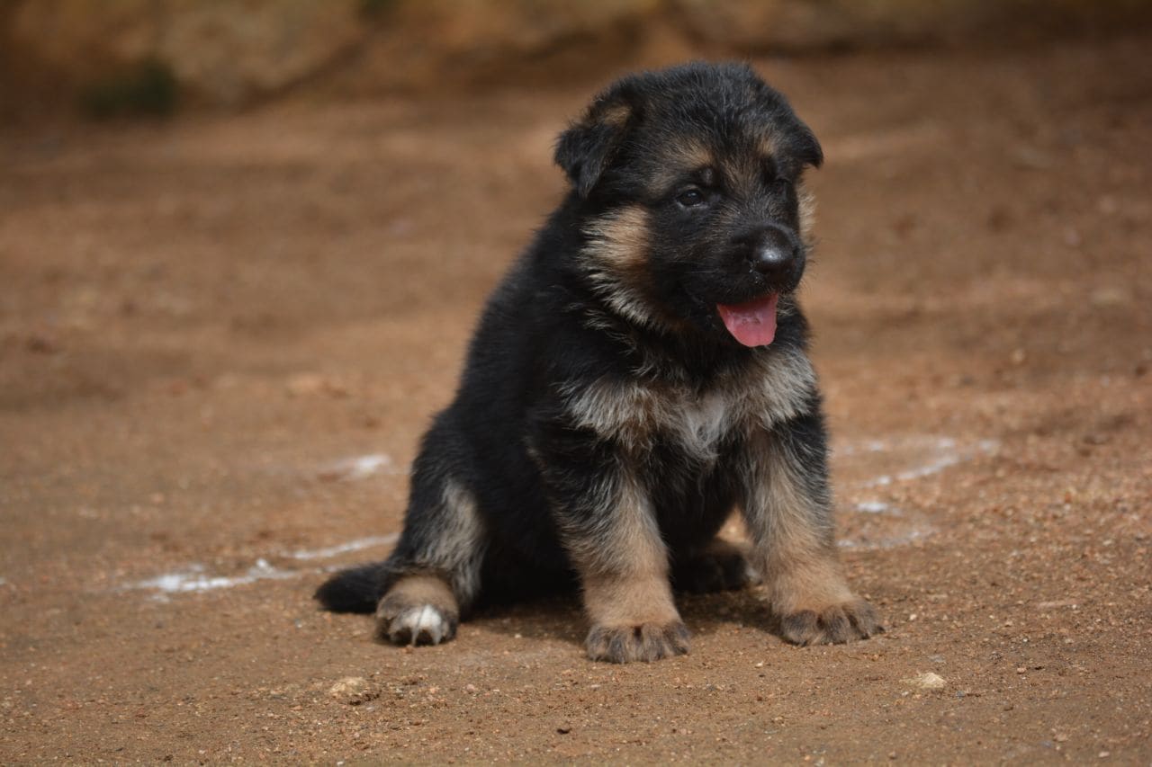 German shepherd dog puppy price in India 2019