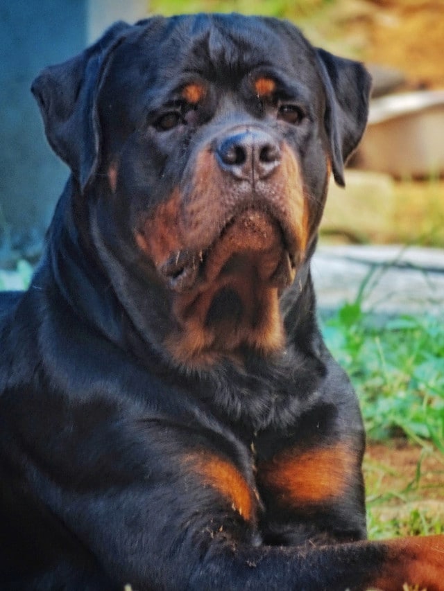 Rottweiler - Thrissur - Red Kennels, Perinchery, Thrissur, Kerala