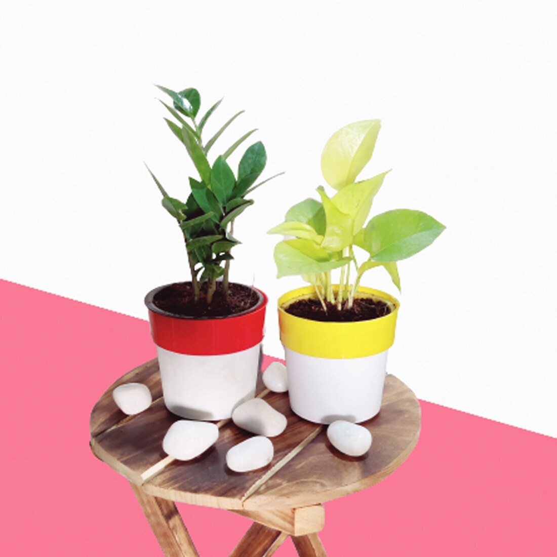 Air Purifier Indoor Plants For Home With Dual Color Pots