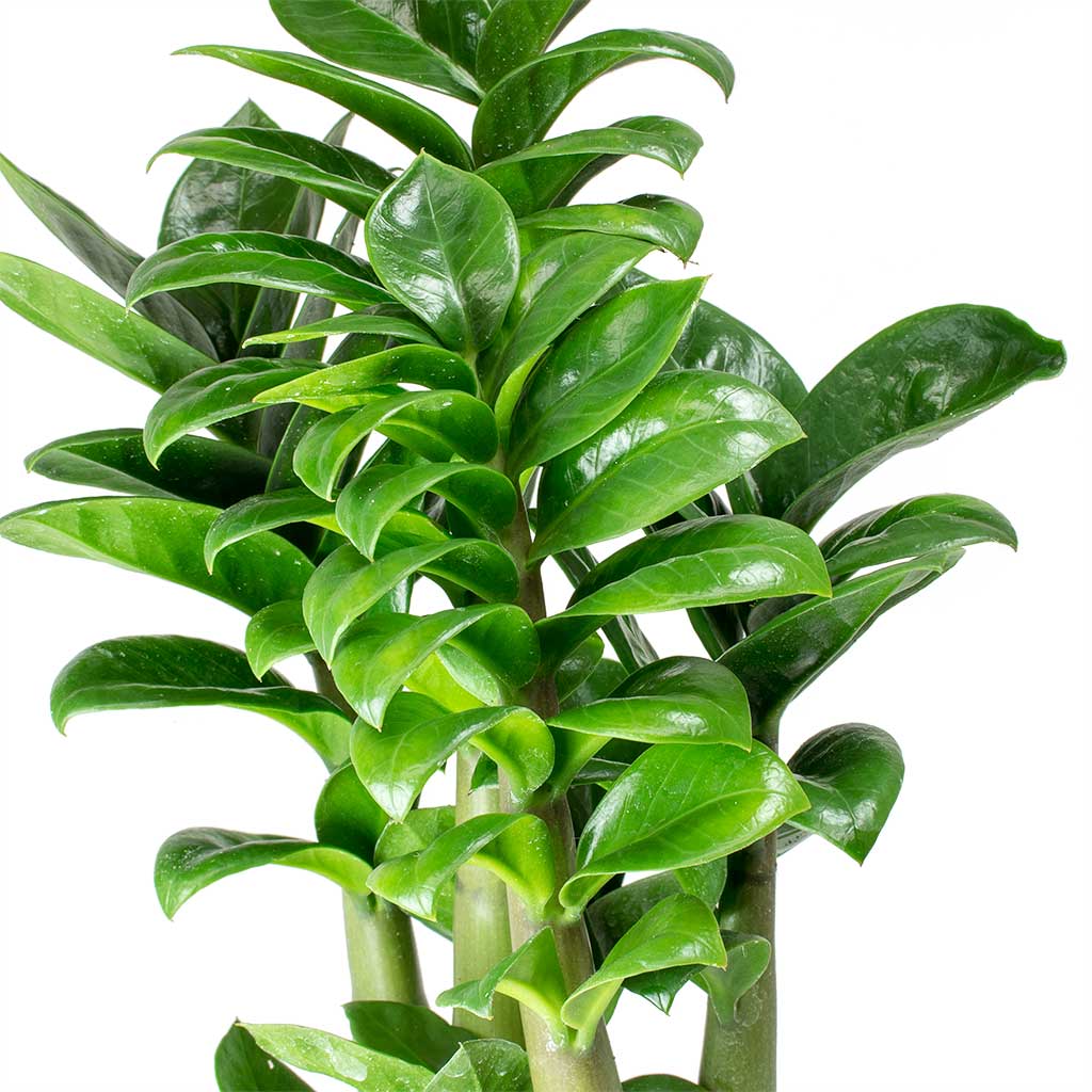 Air Purifier Indoor Plants For Home With Self Watering