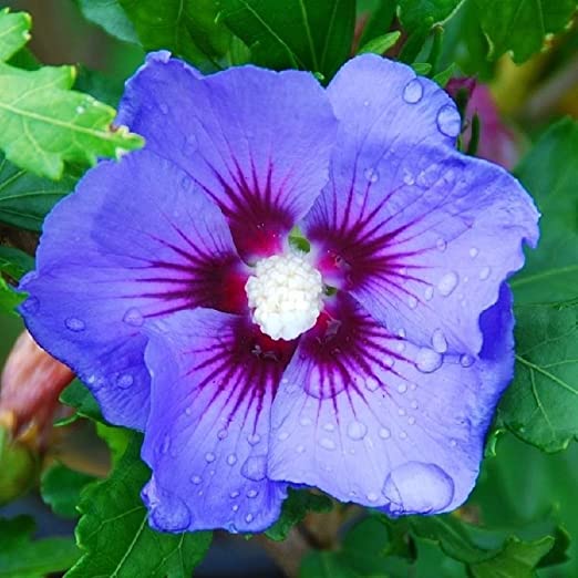 Hibiscus (Blue) Plant ( Buy 1 Get 1 Free ) Flat Sale