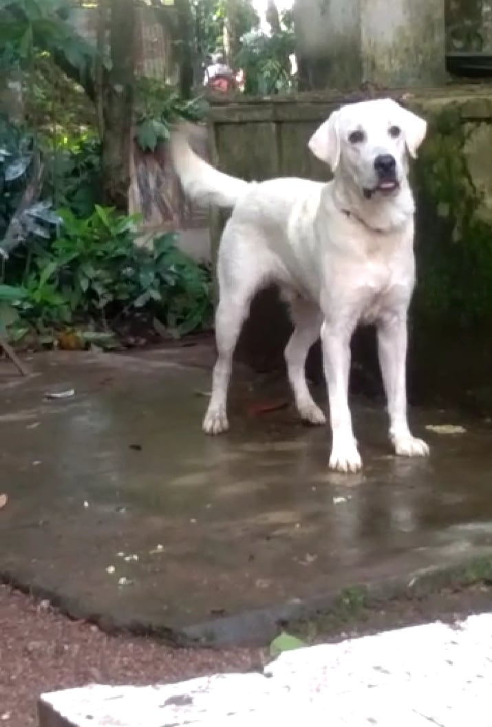 Labrador Retriever - Kollam - Red Kennels, Perinchery, Thrissur, Kerala