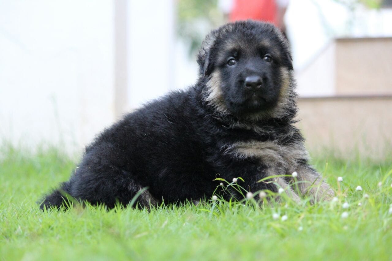 German shepherd female dog 2024 price