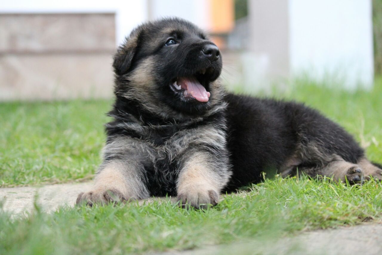 German shepherd dog puppy price in India - 2019