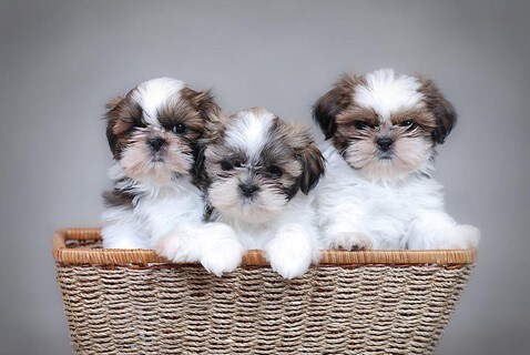 Female shih hot sale tzu puppies