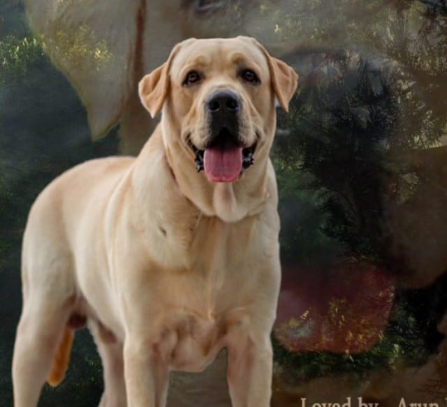 Labrador Retriever - Ernakulam - Red Kennels, Perinchery, Thrissur, Kerala