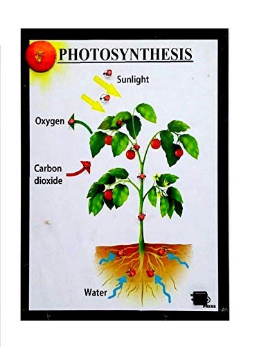 Bp 14 Photosynthesis With Lights Biology Project Model Biology Models Melodys Hobby Centre Janakpuri District Centre Delhi