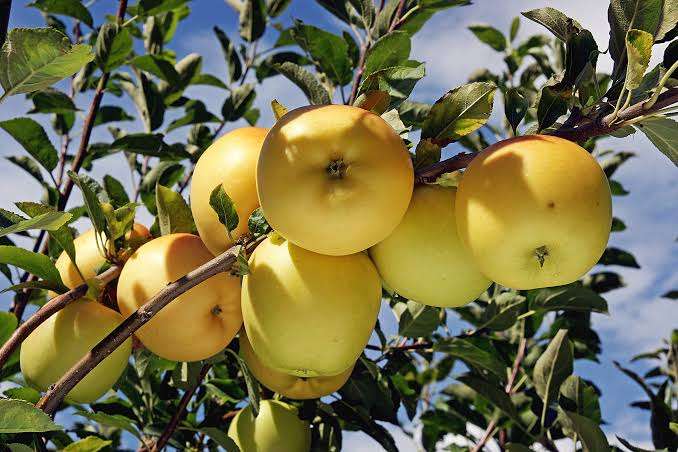 Dorset Golden Apple Plant Fruit Plants Green Tree Nursery Chakla North 24 Parganas West Bengal