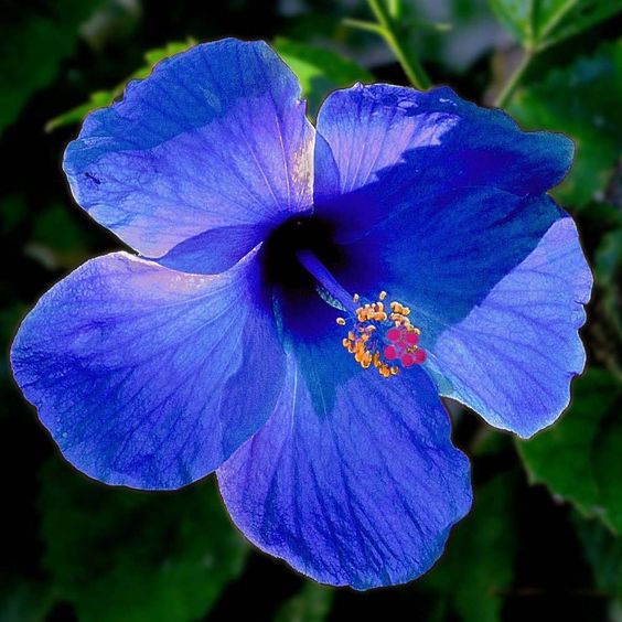 Hibiscus (Blue) - Plant - Flat Sale - Live Nursery, Kolkata, North 24