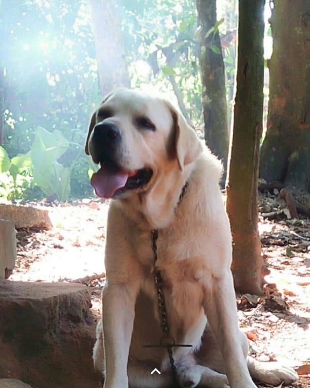 Labrador Retriever - Thiruvananthapuram - Red Kennels, Perinchery