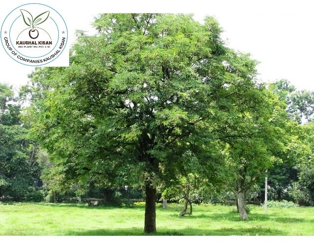 Imli Plant - Garden Plant - Kaushal Kisan Bio Planttec Pvt Ltd, KOTA,  Kota-Rajasthan, Rajasthan