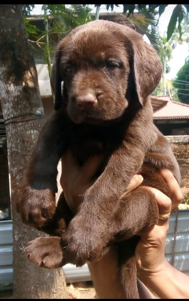 Labrador Retriever Thrissur Red Kennels, Perinchery, Thrissur, Kerala
