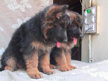 Long Coat Or Double Coat German Shepherd Puppies For Sale