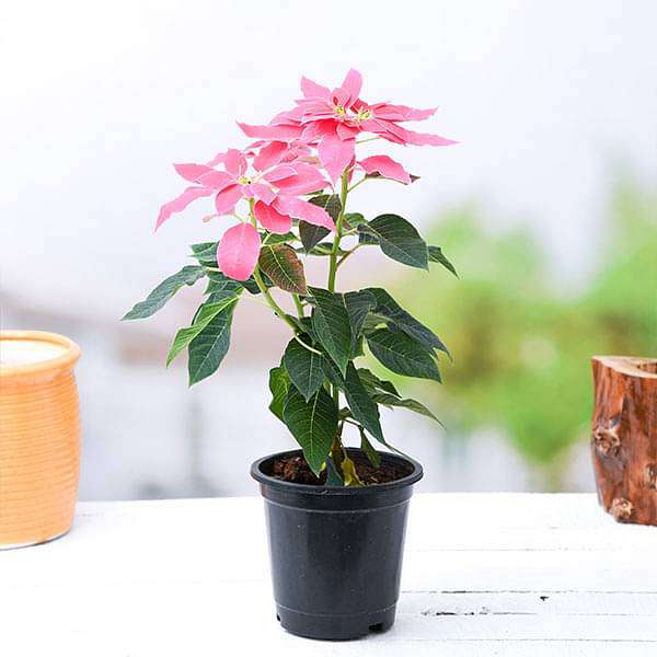 Buy Powder Puff Plant, Calliandra - Plant online from Nurserylive at lowest  price.