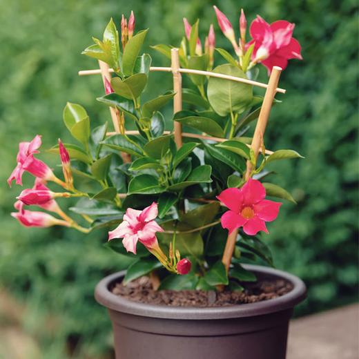 buy climber plants online