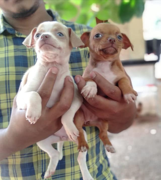 Chihuahua Chihuahua Red Kennels Perinchery Thrissur Kerala